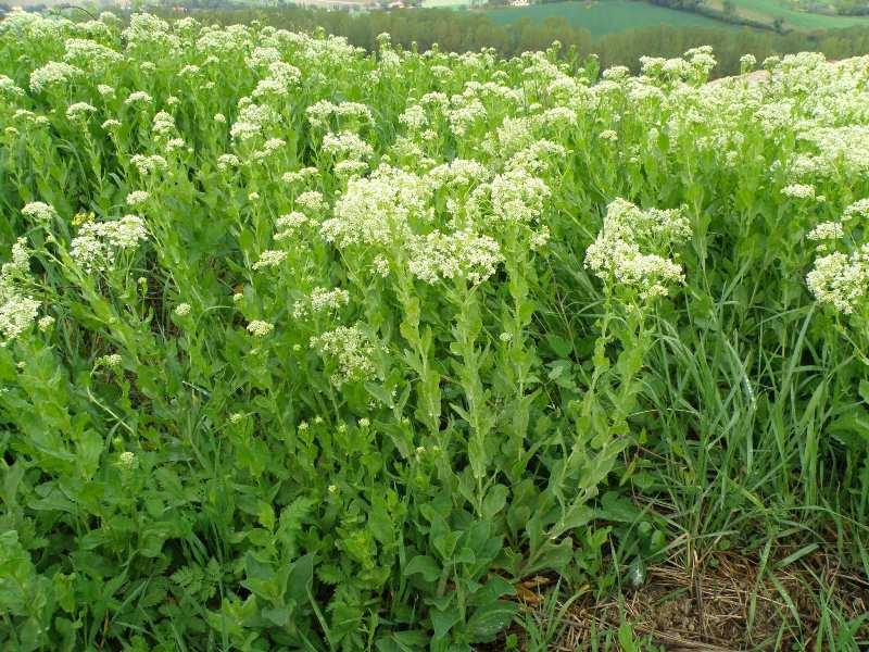 Lepidium draba (Brassicaceae)